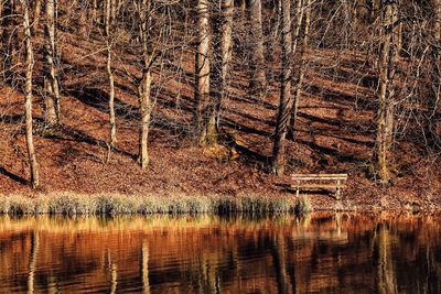 Scenic view of lake in forest