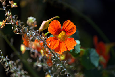 Close-up of orange flowering plant