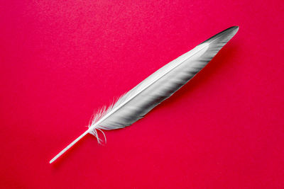 High angle view of feather against red background