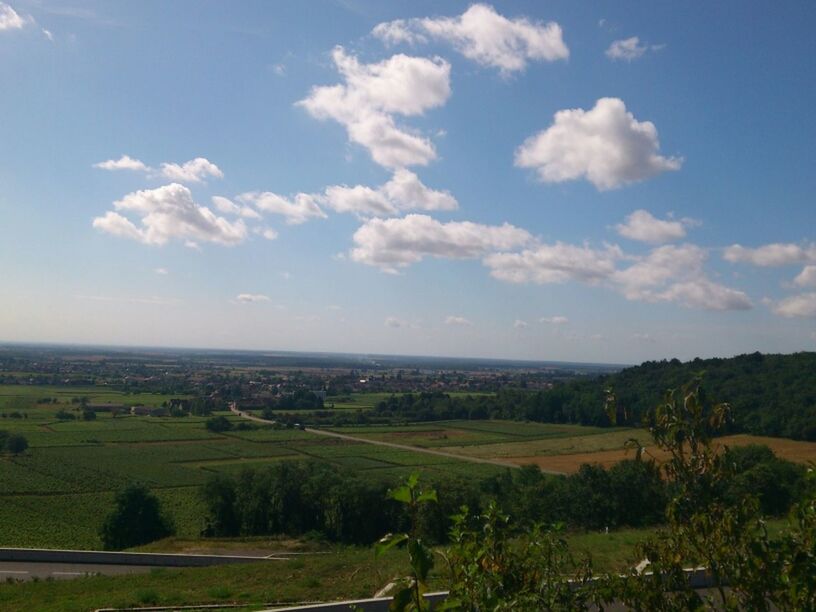 landscape, tranquil scene, field, rural scene, tranquility, sky, agriculture, scenics, beauty in nature, tree, farm, nature, growth, cloud - sky, green color, horizon over land, cloud, cultivated land, grass, crop