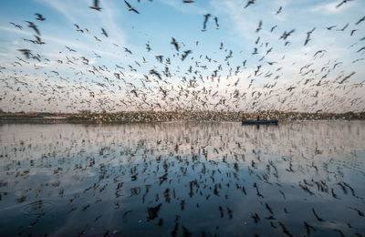 Flock of birds flying against sky during sunset