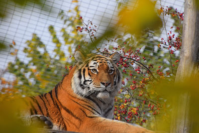 Low angle view of tiger relaxing at zoo