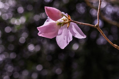 Close-up of pink flowers