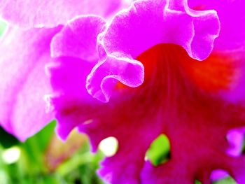 Close-up of pink rose blooming outdoors