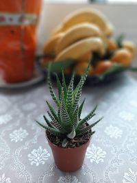 Close-up of potted plant on table