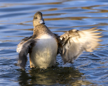 Close-up of duck swimming in lake