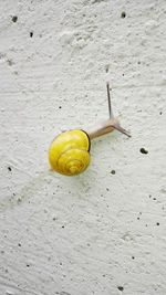 High angle view of yellow leaf on sand
