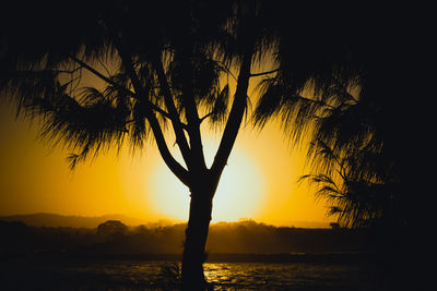 Silhouette of trees at sunset