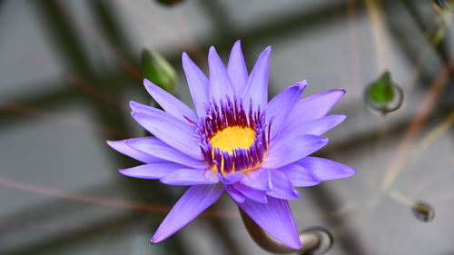 High angle view of purple flowering plant