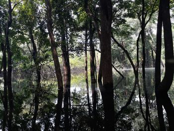 Scenic view of lake amidst trees in forest