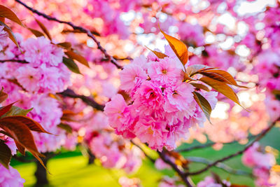 Close-up of pink cherry blossom