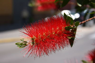 Close-up of red flowers