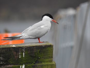 Close-up of bird perching outdoors
