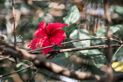 Close-up of red hibiscus flower