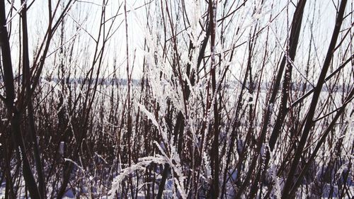 Low angle view of bare trees during winter