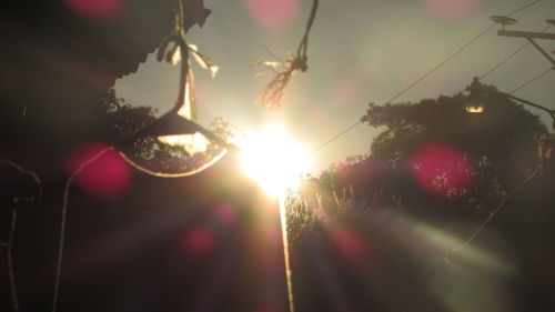 Sun shining through trees