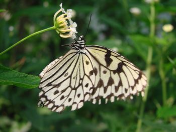 Close-up of butterfly pollinating flower