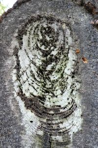 High angle view of tree trunk