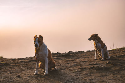 Pair of dogs in sunset at hill