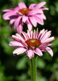 Coneflower, echinacea purpurea, flowers of summer