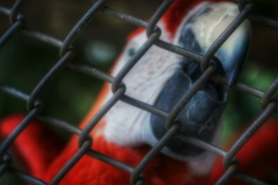 Close-up of chainlink fence