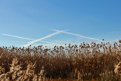 Plants growing on field against clear blue sky