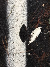 High angle view of butterfly on road