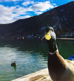 Ducks on a lake