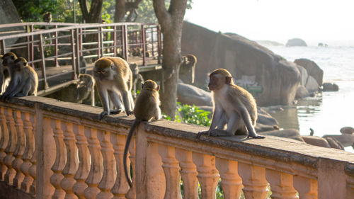 Monkey sitting on retaining wall