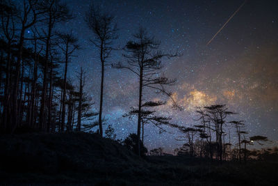 Bare trees against sky at night