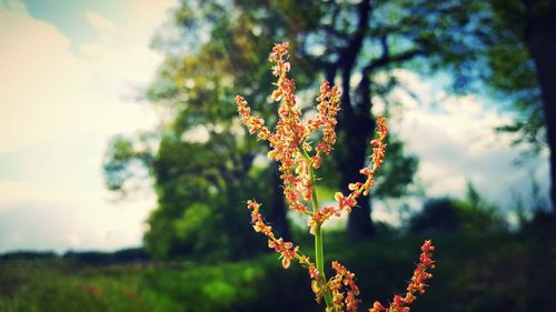 Close-up of flowers against sky