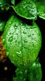 Full frame shot of fresh green leaf