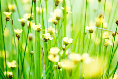 Close-up of white flowering plants on field