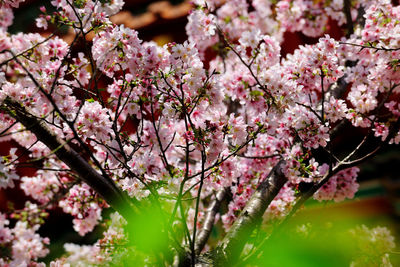 Close-up of pink cherry blossoms in spring