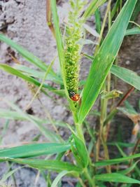 Close-up of insect on plant