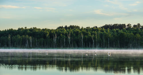 Trees by lake against sky