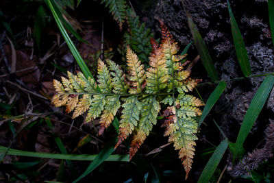 High angle view of plant on field