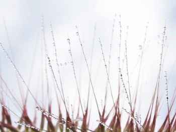 Low angle view of plants against sky