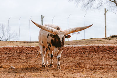 Cow standing on field