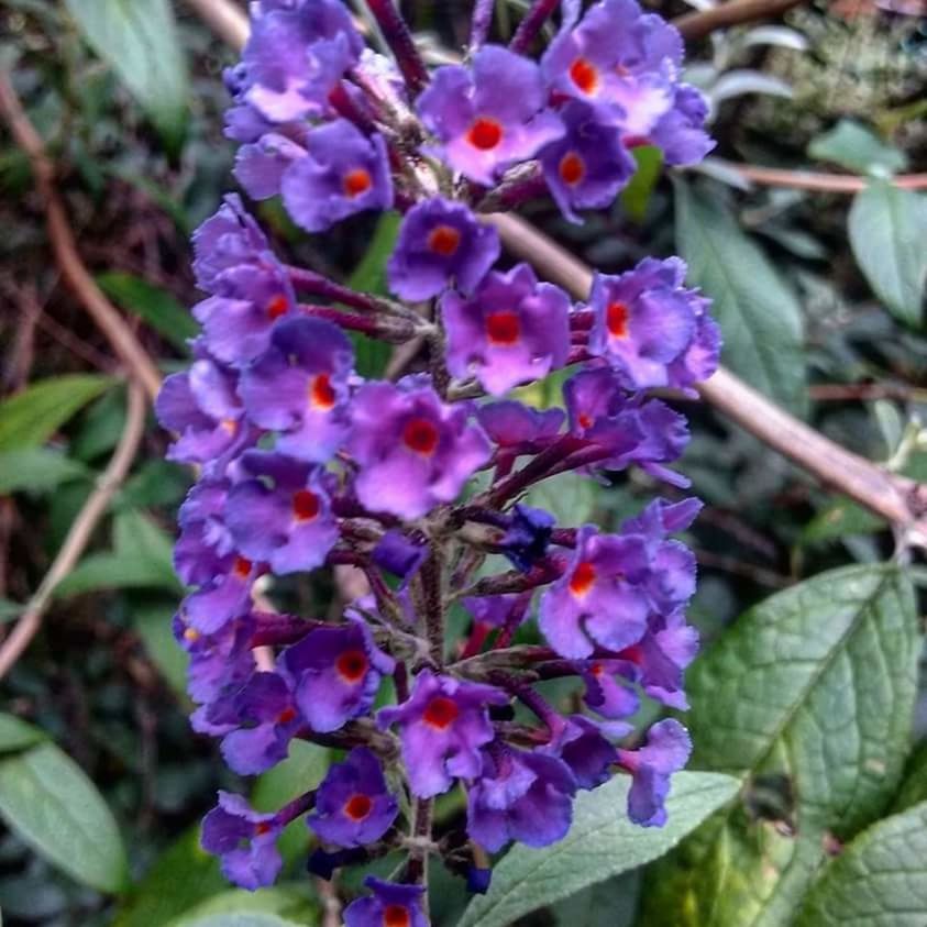 CLOSE-UP OF PURPLE FLOWERS BLOOMING OUTDOORS