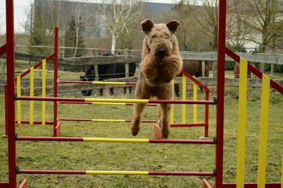 Airedale terrier jumping over hurdles at grassy field