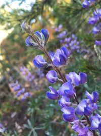 Close-up of purple flowers blooming on tree