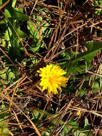 Close up of yellow flower blooming in field