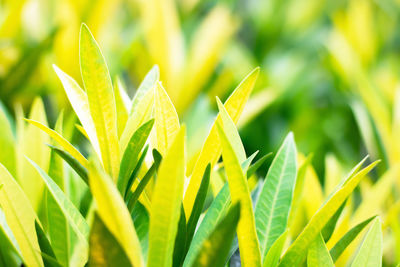 Close-up of fresh yellow crop growing in field