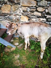 Cow standing in a field