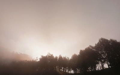 Trees in forest against clear sky