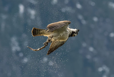 Bird flying over snow