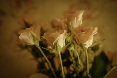 Close-up of white rose plant