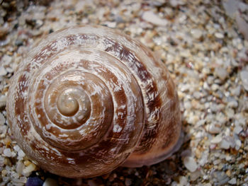 Close-up of turtle