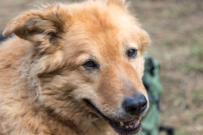 Close-up portrait of a dog looking away